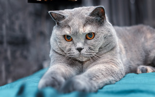 Gray cat blue blanket animals - a blue blanket free wallpaper