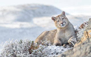 Mountain lion snowy mountain top 3 - a mountain lion free wallpaper