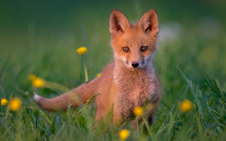 Small fox sad grass outdoors - a small fox free wallpaper