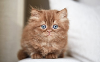 Kitten blue eyes couch white - a couch free wallpaper