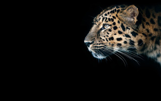 Leopard dark background highly detailed - a leopard free wallpaper