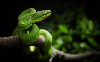 Green snake curling branch macro - a green snake free wallpaper