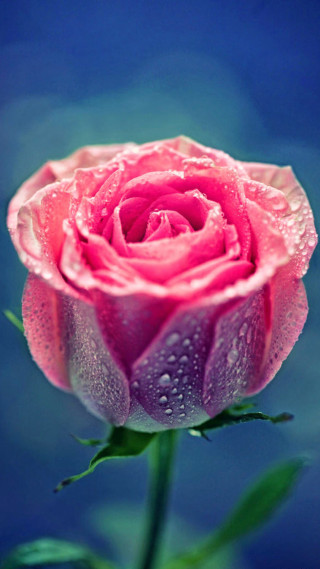 Pink rose water droplets gothic 4 - a pink rose free wallpaper for mobile