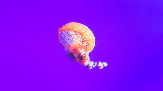 Jellyfish floating tentacles holography sunset - floating free wallpaper