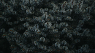 Pine trees forest greyscale nature - a dark forest free wallpaper