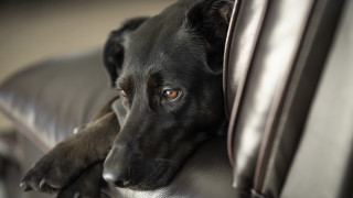 Black dog leather couch head - his head on free wallpaper