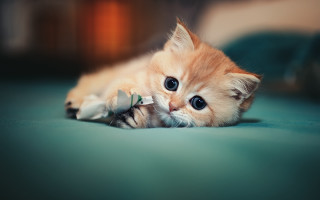 Kitten bed pillow mouse blue - top of a bed next free wallpaper