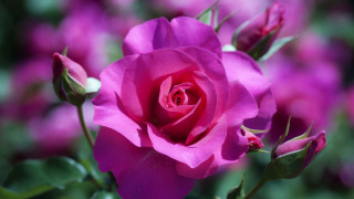 Pink rose blooming garden purple - a pink rose free wallpaper
