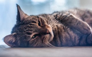Cat lying side eyes closed - its side free wallpaper