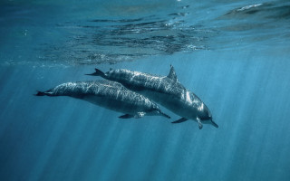 Dolphins underwater sunlight people ocean - sunlight free wallpaper for desktop