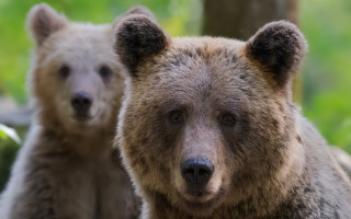 Brownbears woods grass primivism wildlife - free animals wallpaper