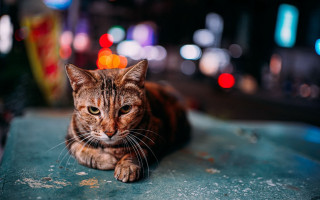 Cat sitting street night blurry - a blurry background free wallpaper for desktop