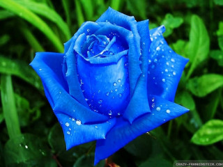 Blue rose water droplets garden - esao free wallpaper