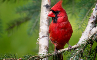 Red bird pine forest blurry - a red bird free wallpaper
