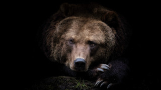 Brown bear sitting rock dark 3 - his eye free wallpaper