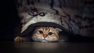 Cat under blanket peeking blue - under a blanket free wallpaper