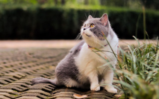Curious cat on brick surface - bian jingzhao free wallpaper