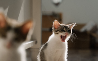 Cat yawning mirror blurry depth - a mirror free wallpaper
