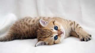 Kitten white floor blue eye - a blue eye free wallpaper