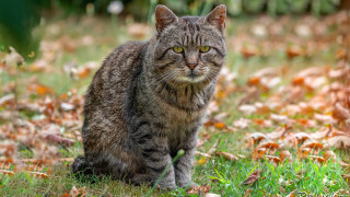 Sad cat grass dandelion outdoors - neoplasticism free wallpaper for desktop