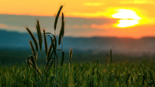Sunset grass field clouds horizon 2 - free summer wallpaper for desktop