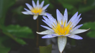 Blue yellow flower water droplets - ding yunpeng free wallpaper
