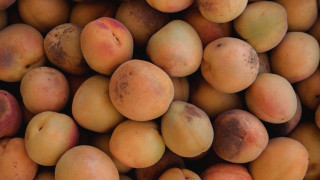 Peach brown spots yellow top - on free wallpaper for desktop