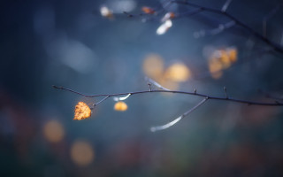 Branch leaf blurry background macro - soft free wallpaper