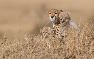 Mother cheetah cubs dry grass - dry grass free wallpaper