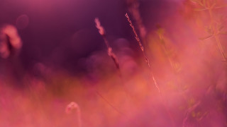 Tall grass purple sky bright - soft light free wallpaper