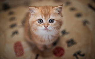 Orange kitten table sign blurry - cui bai free wallpaper