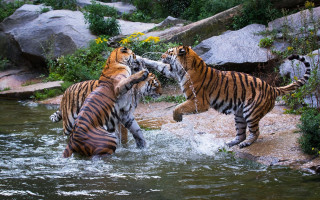 Tigers playing water rocks bushes - a few bush free wallpaper