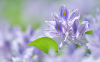 Purple flower green leaf bokeh - a purple flower free wallpaper