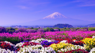 Flower field mountain sky clouds - a field of flowers free wallpaper