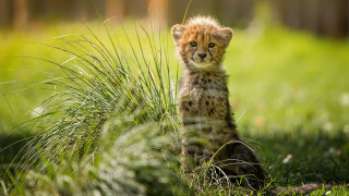 Cheetah cub curious grass nature - a curious look free wallpaper