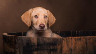 Dog sitting wooden barrel sad - a wooden barrel free wallpaper