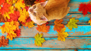 Cat autumn leaves acorns blue - autumn free wallpaper for desktop