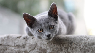 Curious grey cat on ledge - a ledge free wallpaper