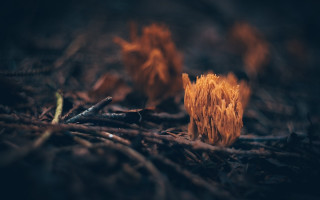 Wood fire campground blurry nature - arie smit free wallpaper