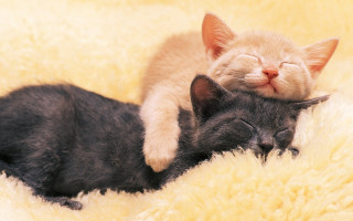 Cats laying on blanket fluffy - a couple of cats free wallpaper