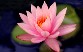 Pink lily pond blurry flower - lily pad free wallpaper