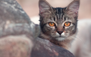 Orange eyed cat closeup blurry - orange eye free wallpaper