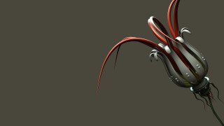 Red white flower long stems - a gray background free wallpaper for desktop