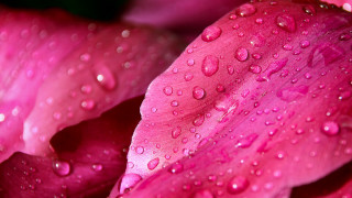 Pink flower water droplets macro 13 - petal free wallpaper