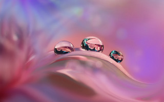 Water droplets leaf pink purple - dorothea braby free wallpaper