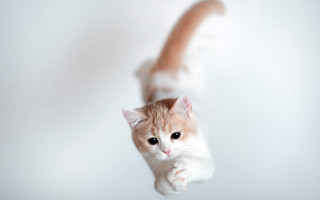 Cat jumping heroic arabesque blurry - heroic pose free wallpaper