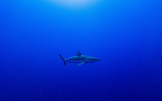 Shark ocean sun diver rayonism - a shark swimming in the ocean free wallpaper