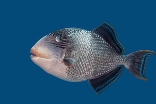 Fish blue white black purism - its side free wallpaper