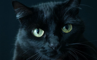 Black cat yellow eyes vanitas 3 - black background free wallpaper for desktop