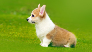 Small dog green field white - tiny free wallpaper for desktop